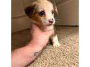 Cardigan Welsh Corgi Puppy for sale in Austin, TX, USA