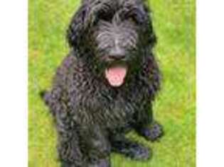Black Russian Terrier Puppy for sale in Buckley, WA, USA