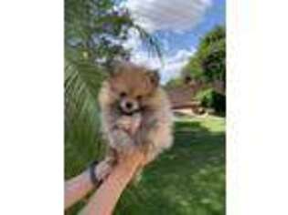 Pomeranian Puppy for sale in Mesa, AZ, USA
