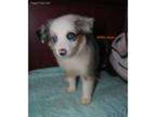 Miniature Australian Shepherd Puppy for sale in Willow Springs, MO, USA