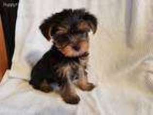 Yorkshire Terrier Puppy for sale in Middlebury, IN, USA