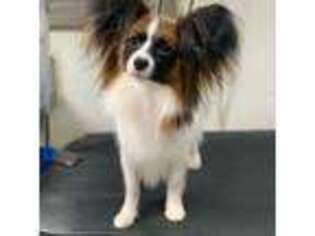 Papillon Puppy for sale in North Little Rock, AR, USA
