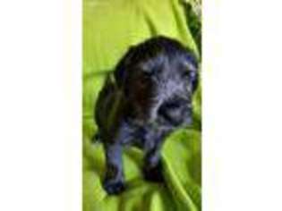 Labradoodle Puppy for sale in Belfair, WA, USA