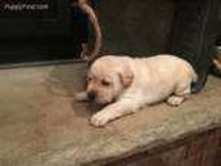 Labrador Retriever Puppy for sale in Brookfield, MO, USA