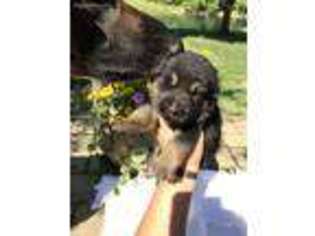 German Shepherd Dog Puppy for sale in Eaton, OH, USA