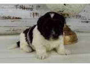 Coton de Tulear Puppy for sale in Arthur, IL, USA
