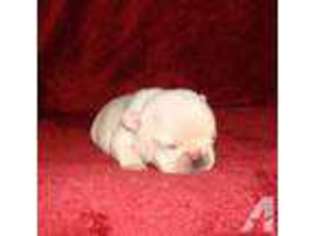 French Bulldog Puppy for sale in BLOOMBURG, TX, USA