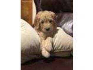 Goldendoodle Puppy for sale in Winfield, IA, USA