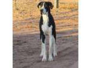 Great Dane Puppy for sale in Snowflake, AZ, USA