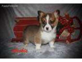 Pembroke Welsh Corgi Puppy for sale in Worley, ID, USA