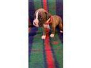 Boxer Puppy for sale in Albia, IA, USA