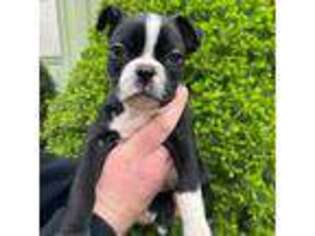 Boston Terrier Puppy for sale in Orem, UT, USA