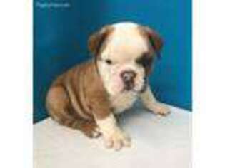 Bulldog Puppy for sale in Davidson, NC, USA
