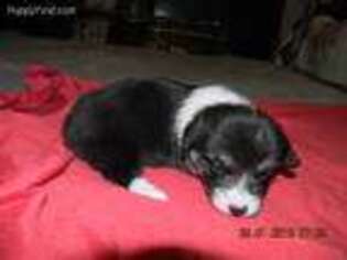 Pembroke Welsh Corgi Puppy for sale in Paw Paw, MI, USA