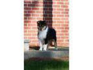 Collie Puppy for sale in Strawberry Point, IA, USA