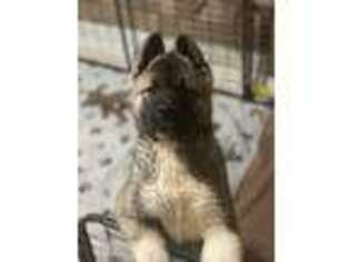 Akita Puppy for sale in Cincinnati, OH, USA