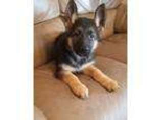 German Shepherd Dog Puppy for sale in Parker, SD, USA
