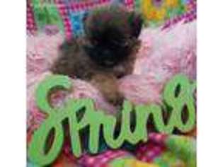 Shorkie Tzu Puppy for sale in Rancho Cucamonga, CA, USA