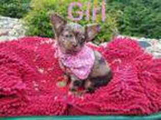 Chihuahua Puppy for sale in Underwood, MN, USA
