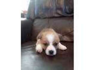 Pembroke Welsh Corgi Puppy for sale in Winchester, VA, USA