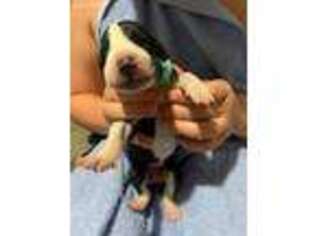 Great Dane Puppy for sale in Glade Hill, VA, USA