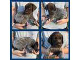 German Shorthaired Pointer Puppy for sale in Concord, NC, USA