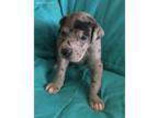Great Dane Puppy for sale in Turpin, OK, USA