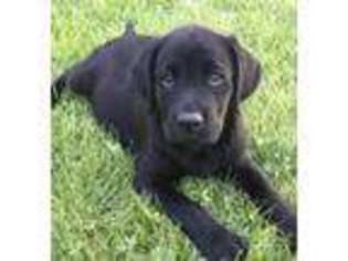 Labrador Retriever Puppy for sale in Fairfax, VA, USA