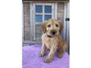 Goldendoodle Puppy for sale in Clarkston, UT, USA