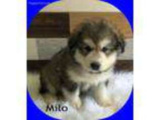 Alaskan Malamute Puppy for sale in Brazil, IN, USA