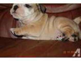 Bulldog Puppy for sale in VAN NUYS, CA, USA