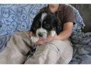 Bernese Mountain Dog Puppy for sale in Plummer, ID, USA