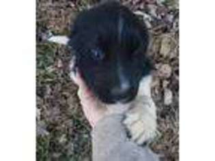 Newfoundland Puppy for sale in Cullowhee, NC, USA