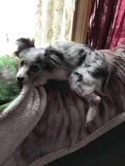 Miniature Australian Shepherd Puppy for sale in Olympia, WA, USA