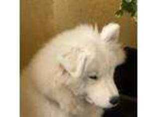 Samoyed Puppy for sale in Irvine, CA, USA