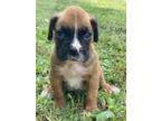 Boxer Puppy for sale in Cassville, MO, USA