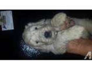 Mutt Puppy for sale in BATTLE GROUND, IN, USA