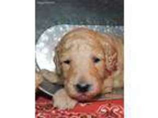 Goldendoodle Puppy for sale in Romulus, NY, USA