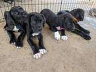 Great Dane Puppy for sale in Cleveland, TX, USA