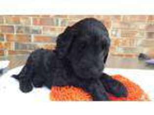 Goldendoodle Puppy for sale in SAN ANTONIO, TX, USA