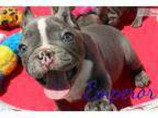 French Bulldog Puppy for sale in Hinesville, GA, USA