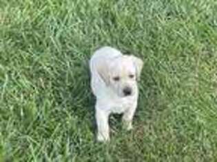 Labrador Retriever Puppy for sale in Indianapolis, IN, USA