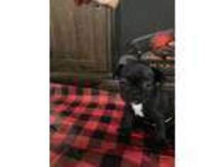 French Bulldog Puppy for sale in Keystone, IN, USA