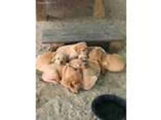 Labrador Retriever Puppy for sale in Boylston, MA, USA