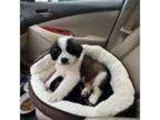 Saint Bernard Puppy for sale in Algonquin, IL, USA