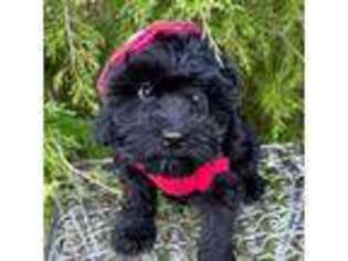 Cavapoo Puppy for sale in Mccomb, MS, USA