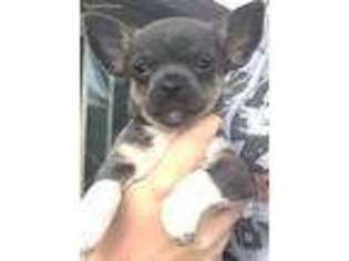 Chihuahua Puppy for sale in Port Hueneme, CA, USA