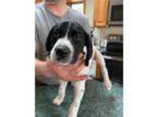 German Wirehaired Pointer Puppy for sale in Bloomer, WI, USA