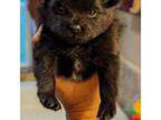Pomeranian Puppy for sale in Hadley, PA, USA