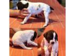 German Shorthaired Pointer Puppy for sale in Mustang, OK, USA